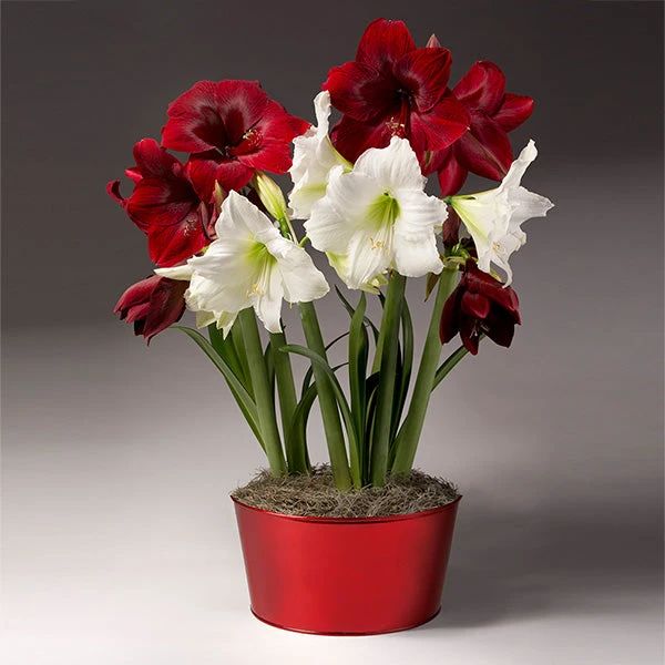 Brighter Blooms SHOP ALL Red And White Amaryllis Trio 1 Brighter Blooms SHOP ALL Red And White Amaryllis Trio