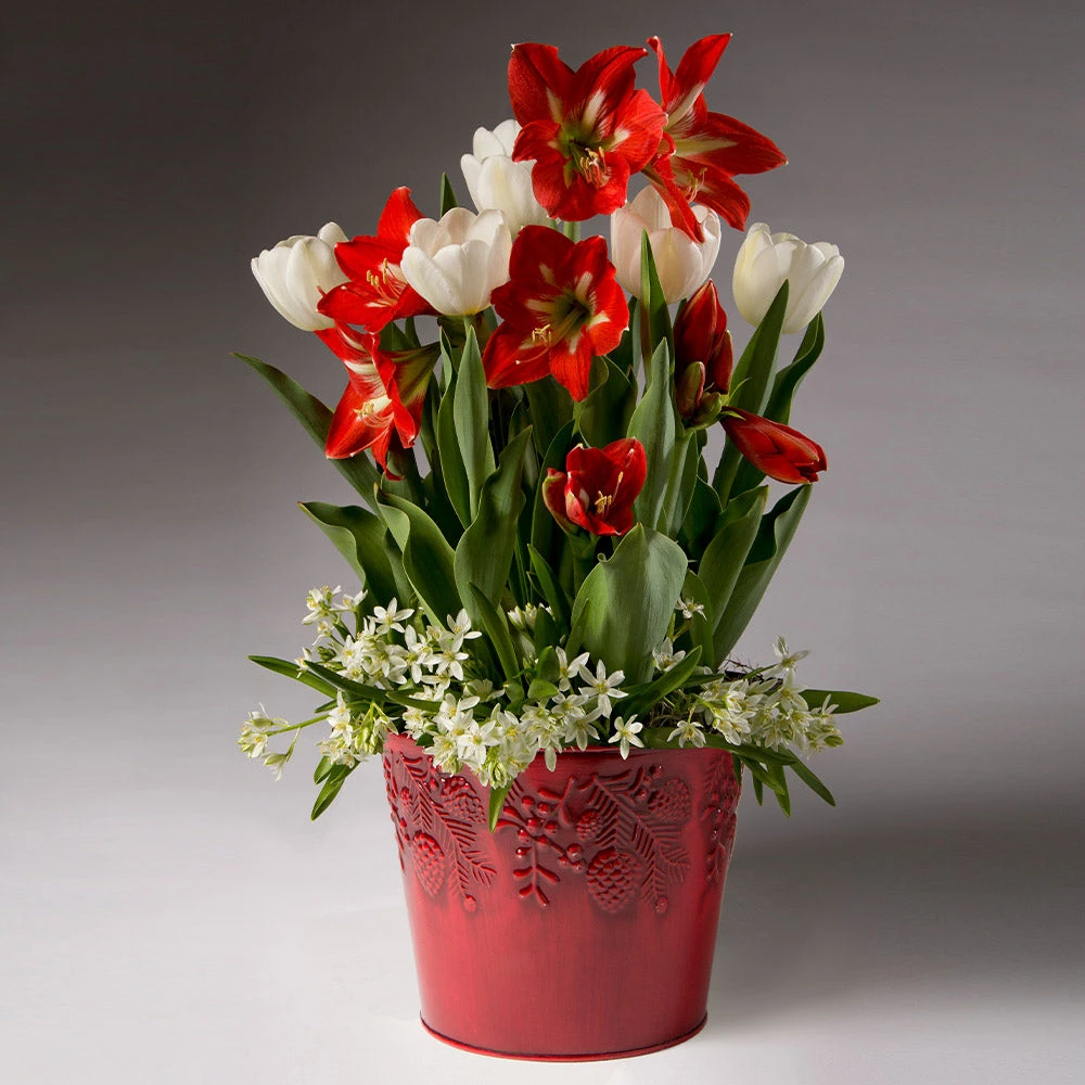 Brighter Blooms Red Amaryllis With White Tulips And Star Of Bethlehem SHOP ALL 2 Brighter Blooms Red Amaryllis With White Tulips And Star Of Bethlehem SHOP ALL