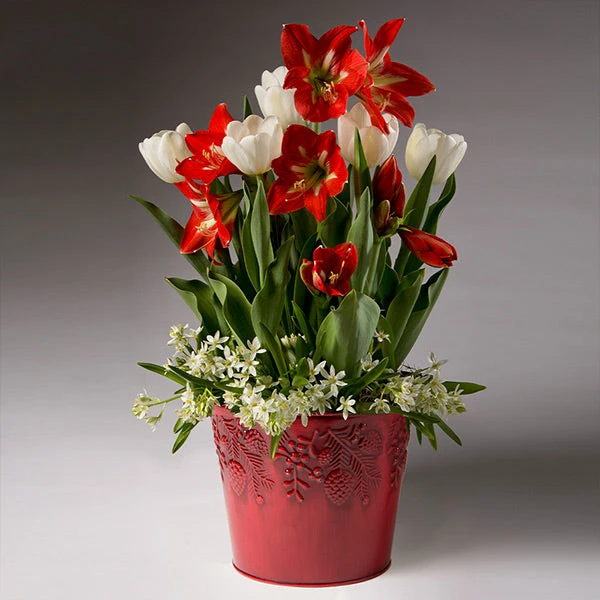 Brighter Blooms Red Amaryllis With White Tulips And Star Of Bethlehem SHOP ALL 1 Brighter Blooms Red Amaryllis With White Tulips And Star Of Bethlehem SHOP ALL