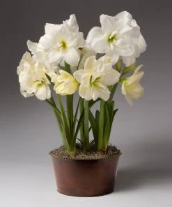 Brighter Blooms Alfresco Potted Christmas Amaryllis Plant Tabletop Bulb Gardens