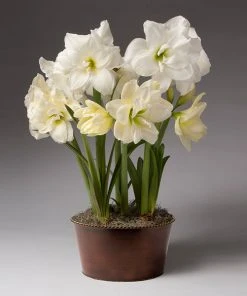 Brighter Blooms Alfresco Potted Christmas Amaryllis Plant Tabletop Bulb Gardens