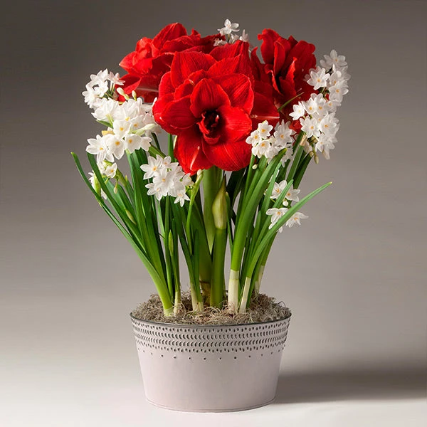 Brighter Blooms Inferno Amaryllis And Paperwhites 1 Brighter Blooms Inferno Amaryllis And Paperwhites