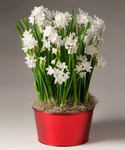 Brighter Blooms Ziva Paperwhite Plant SHOP ALL