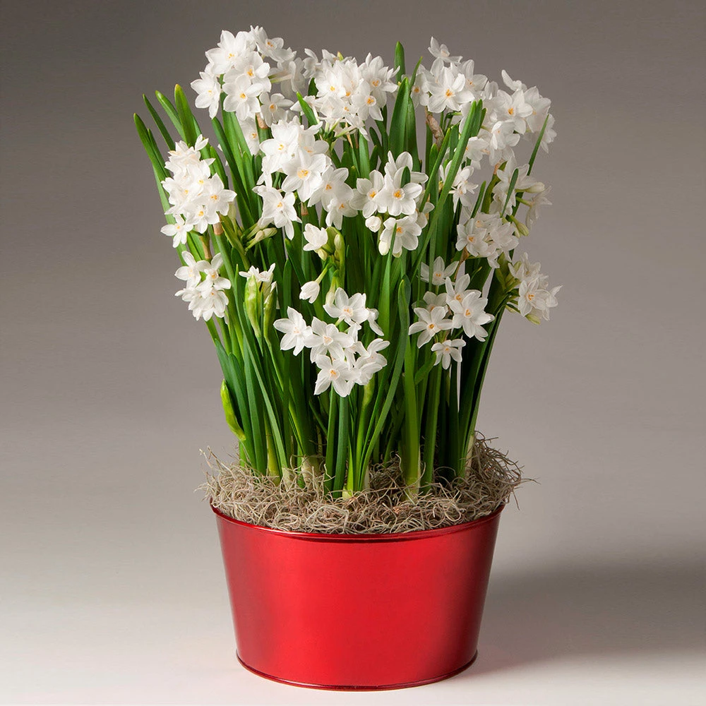 Brighter Blooms Ziva Paperwhite Plant SHOP ALL 2 Brighter Blooms Ziva Paperwhite Plant SHOP ALL