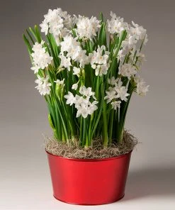 Brighter Blooms Ziva Paperwhite Plant SHOP ALL