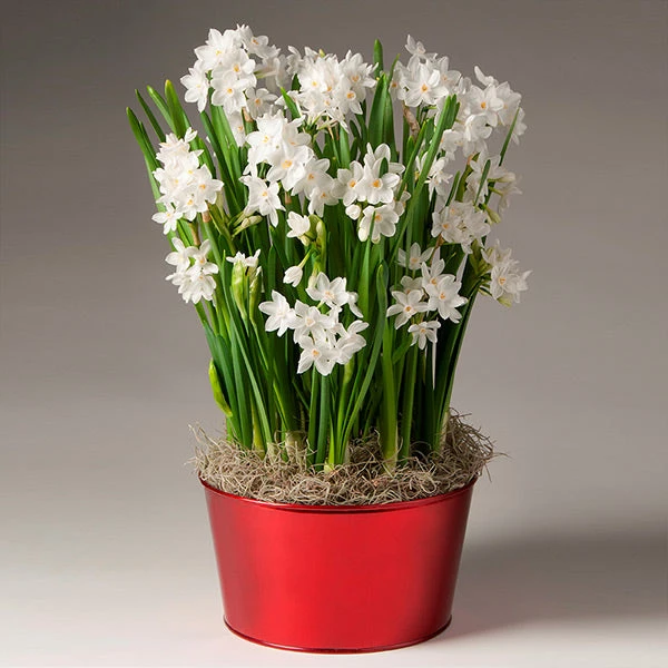 Brighter Blooms Ziva Paperwhite Plant SHOP ALL 1 Brighter Blooms Ziva Paperwhite Plant SHOP ALL