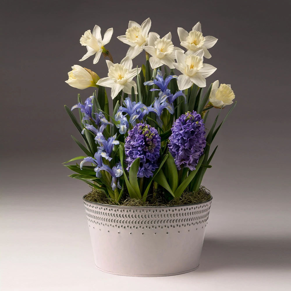Brighter Blooms SHOP ALL White Narcissus With Blue Hyacinth And Iris 2 Brighter Blooms SHOP ALL White Narcissus With Blue Hyacinth And Iris