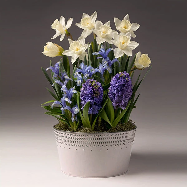 Brighter Blooms SHOP ALL White Narcissus With Blue Hyacinth And Iris 1 Brighter Blooms SHOP ALL White Narcissus With Blue Hyacinth And Iris