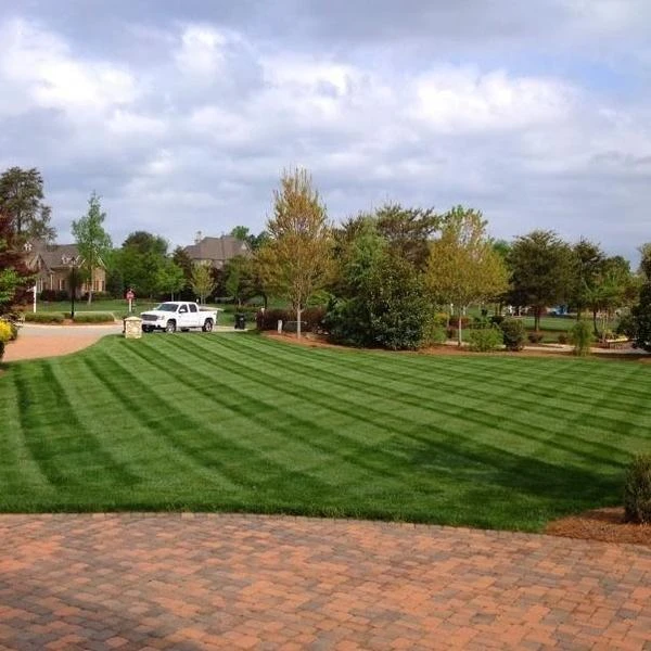 Brighter Blooms Lesco Tall Fescue Select Grass Seed 3 Brighter Blooms Lesco Tall Fescue Select Grass Seed