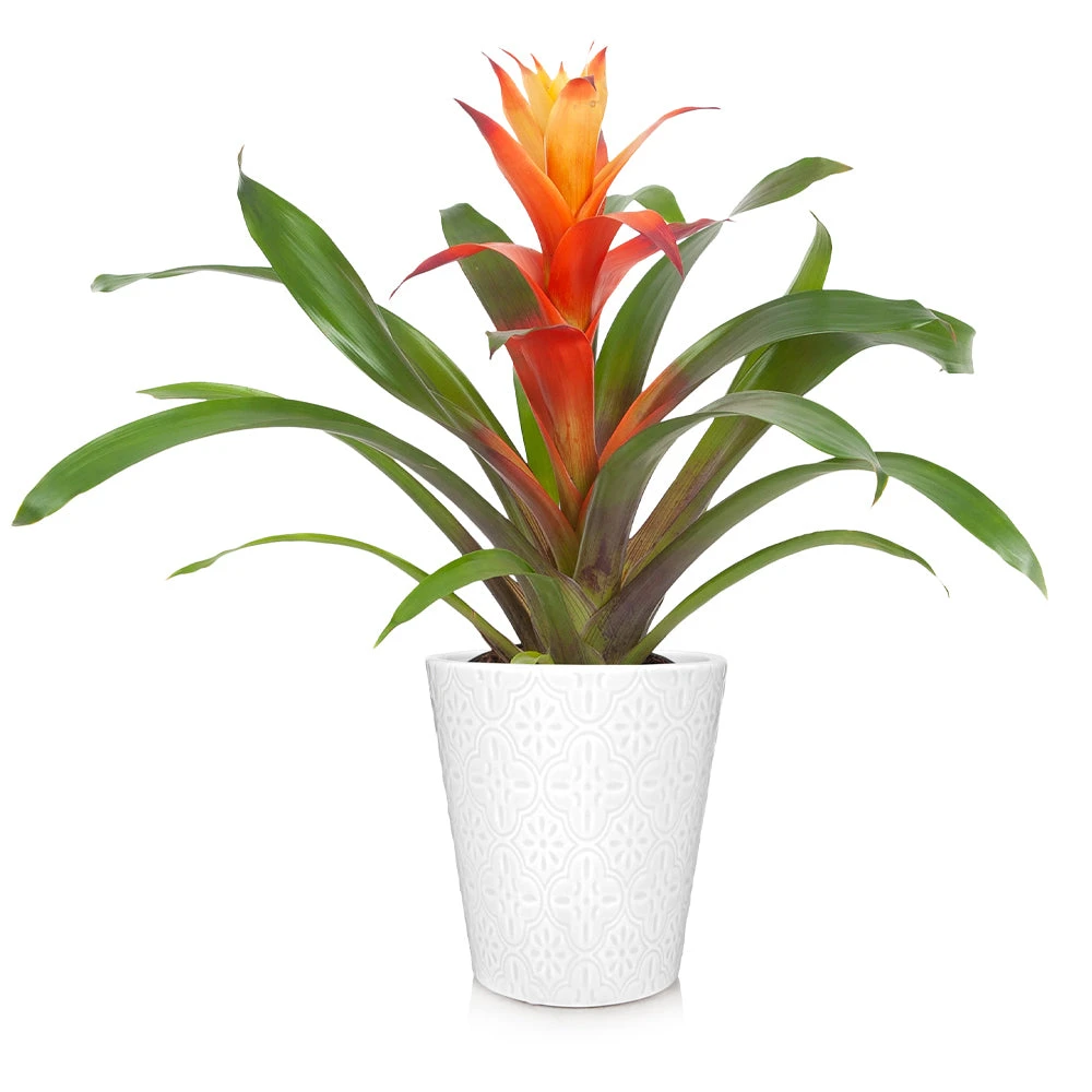 Brighter Blooms SHOP ALL Bromeliad Plant 5 Brighter Blooms SHOP ALL Bromeliad Plant