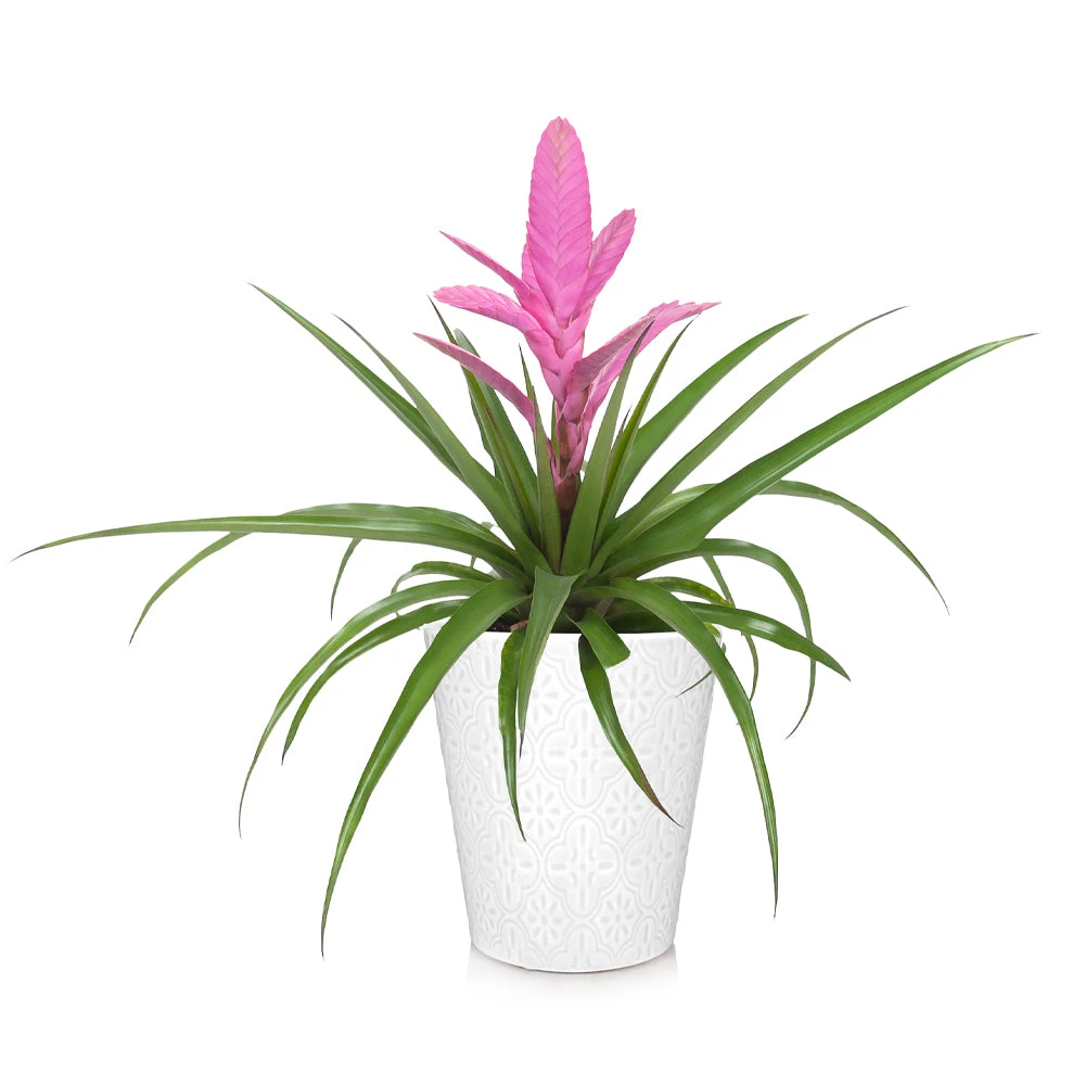 Brighter Blooms SHOP ALL Bromeliad Plant 6 Brighter Blooms SHOP ALL Bromeliad Plant