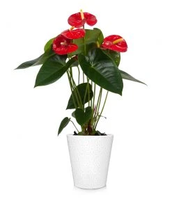 Brighter Blooms Red Anthurium Plant SHOP ALL