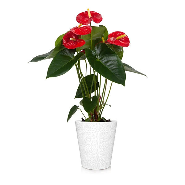 Brighter Blooms Red Anthurium Plant SHOP ALL 1 Brighter Blooms Red Anthurium Plant SHOP ALL