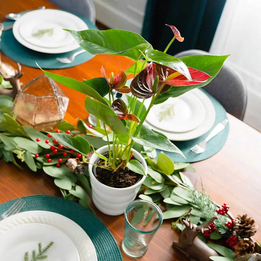 Brighter Blooms Red Anthurium Plant SHOP ALL 3 Brighter Blooms Red Anthurium Plant SHOP ALL