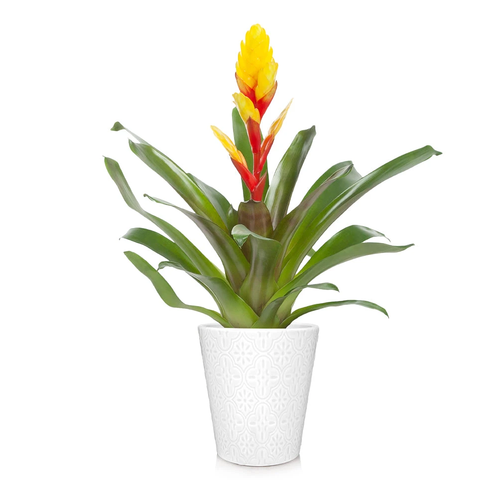 Brighter Blooms SHOP ALL Bromeliad Plant 2 Brighter Blooms SHOP ALL Bromeliad Plant