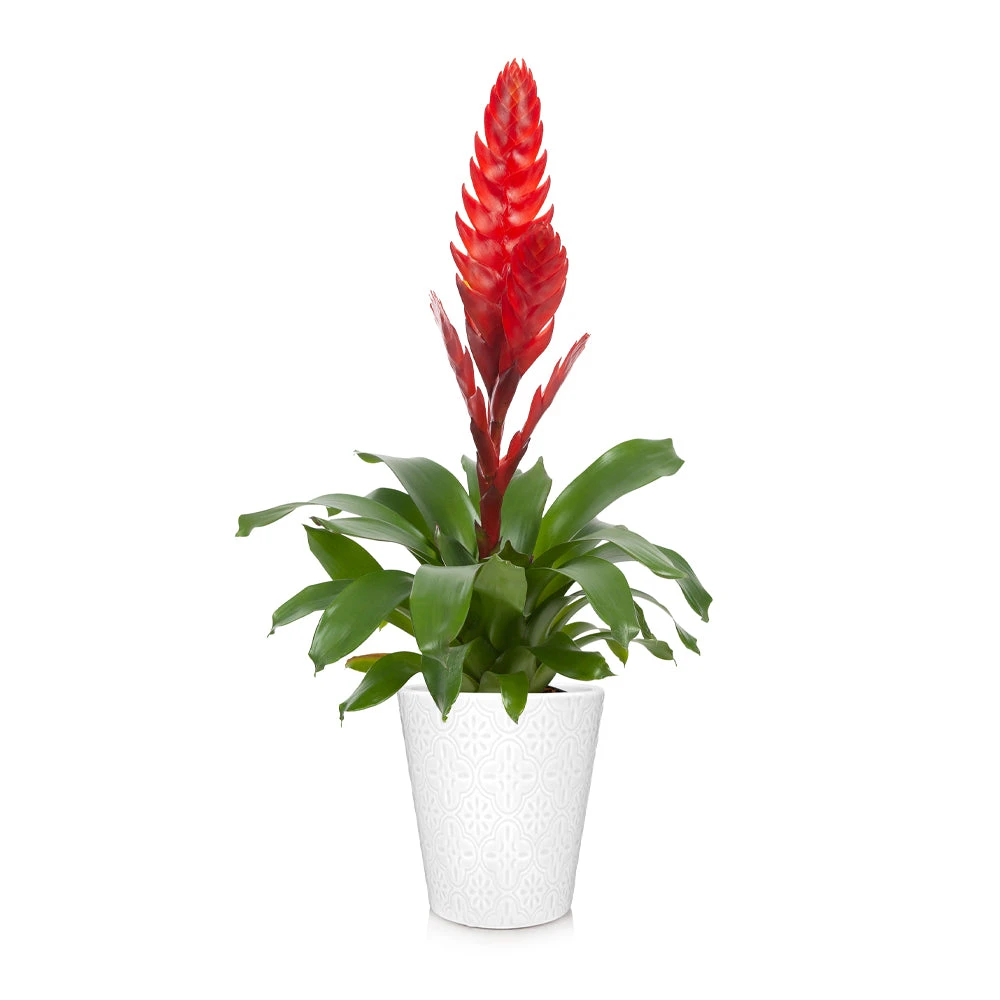Brighter Blooms SHOP ALL Bromeliad Plant 3 Brighter Blooms SHOP ALL Bromeliad Plant