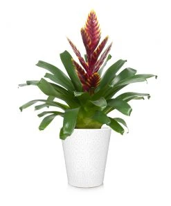 Brighter Blooms SHOP ALL Bromeliad Plant 9 Brighter Blooms SHOP ALL Bromeliad Plant