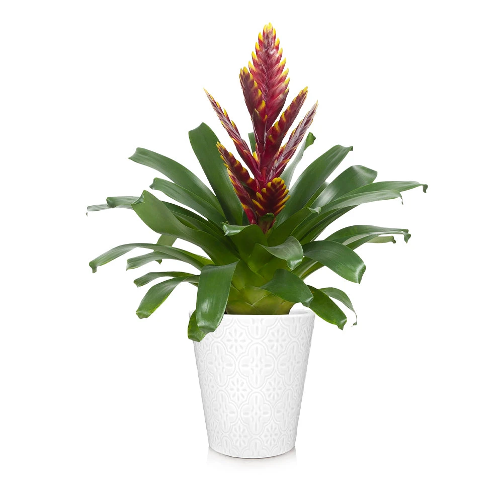 Brighter Blooms SHOP ALL Bromeliad Plant 4 Brighter Blooms SHOP ALL Bromeliad Plant