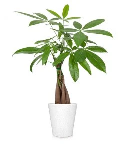 Brighter Blooms Money Tree In White Pot