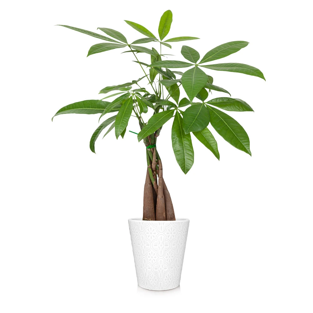 Brighter Blooms Money Tree In White Pot 1 Brighter Blooms Money Tree In White Pot