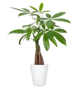 Brighter Blooms Money Tree In White Pot