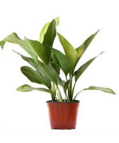 Brighter Blooms Green Chinese Evergreen Plant Shrubs & Hedges 10 Brighter Blooms Green Chinese Evergreen Plant Shrubs & Hedges