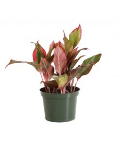 Brighter Blooms Red Chinese Evergreen Plant Shrubs & Hedges 11 Brighter Blooms Red Chinese Evergreen Plant Shrubs & Hedges