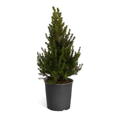 Brighter Blooms Dwarf Alberta Spruce Gift Plant Shrubs & Hedges 4 Brighter Blooms Dwarf Alberta Spruce Gift Plant Shrubs & Hedges