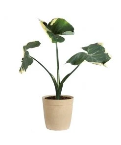 Brighter Blooms Mickey Mouse Alocasia (Alocasia Xanthosoma Variegata)