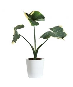 Brighter Blooms Mickey Mouse Alocasia (Alocasia Xanthosoma Variegata)