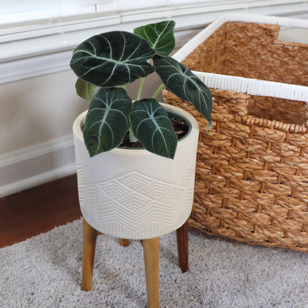 Brighter Blooms Alocasia Black Velvet House & Patio 2 Brighter Blooms Alocasia Black Velvet House & Patio