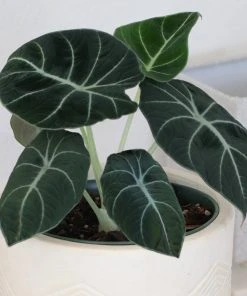 Brighter Blooms Alocasia Black Velvet House & Patio 7 Brighter Blooms Alocasia Black Velvet House & Patio