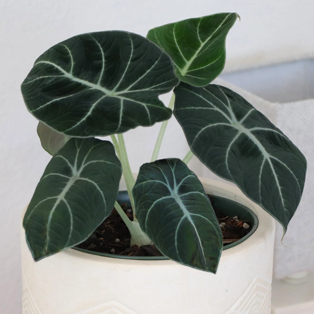 Brighter Blooms Alocasia Black Velvet House & Patio 4 Brighter Blooms Alocasia Black Velvet House & Patio