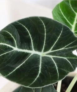 Brighter Blooms Alocasia Black Velvet House & Patio 6 Brighter Blooms Alocasia Black Velvet House & Patio