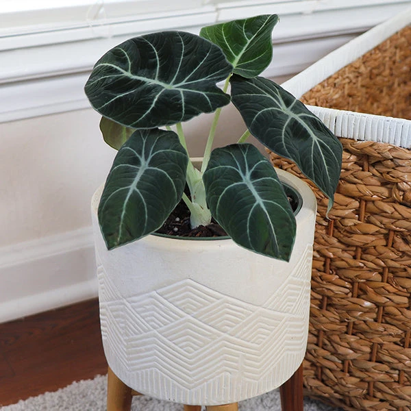 Brighter Blooms Alocasia Black Velvet House & Patio 1 Brighter Blooms Alocasia Black Velvet House & Patio