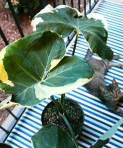 Brighter Blooms Rare House Plant Kit House & Patio 13 Brighter Blooms Rare House Plant Kit House & Patio