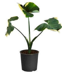Brighter Blooms Mickey Mouse Alocasia (Alocasia Xanthosoma Variegata)