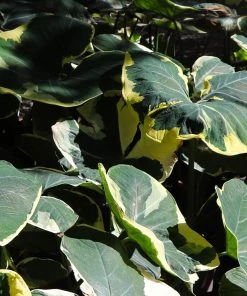 Brighter Blooms Mickey Mouse Alocasia (Alocasia Xanthosoma Variegata)