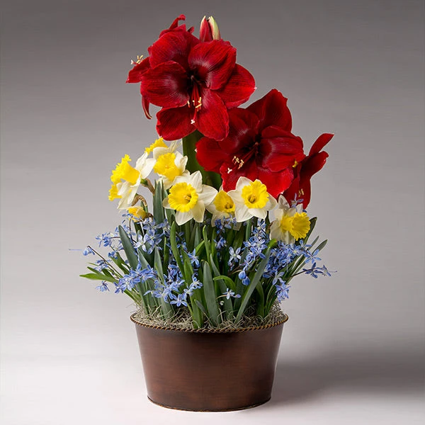 Brighter Blooms Red Amaryllis With Narcissus And Scilla 1 Brighter Blooms Red Amaryllis With Narcissus And Scilla