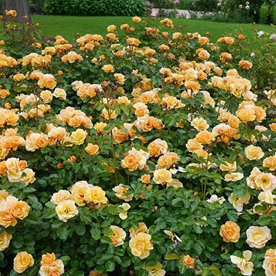 Brighter Blooms Roses Flower Carpet Amber Rose 3 Brighter Blooms Roses Flower Carpet Amber Rose