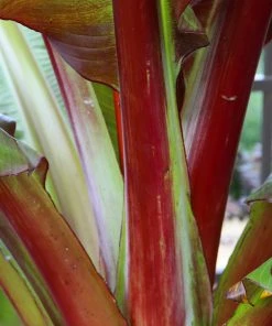 Brighter Blooms Red Abyssinian Banana Tree 8 Brighter Blooms Red Abyssinian Banana Tree