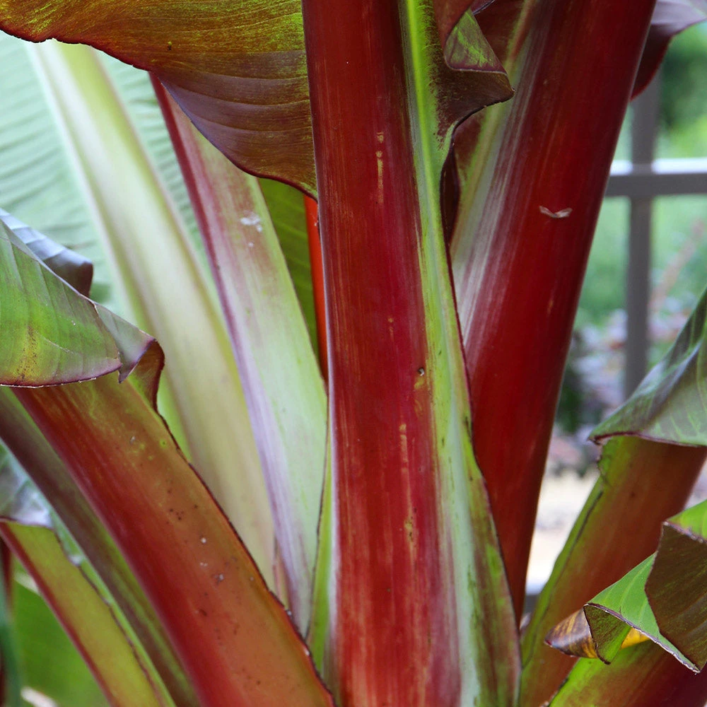 Brighter Blooms Red Abyssinian Banana Tree 4 Brighter Blooms Red Abyssinian Banana Tree