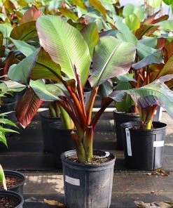 Brighter Blooms Red Abyssinian Banana Tree 9 Brighter Blooms Red Abyssinian Banana Tree