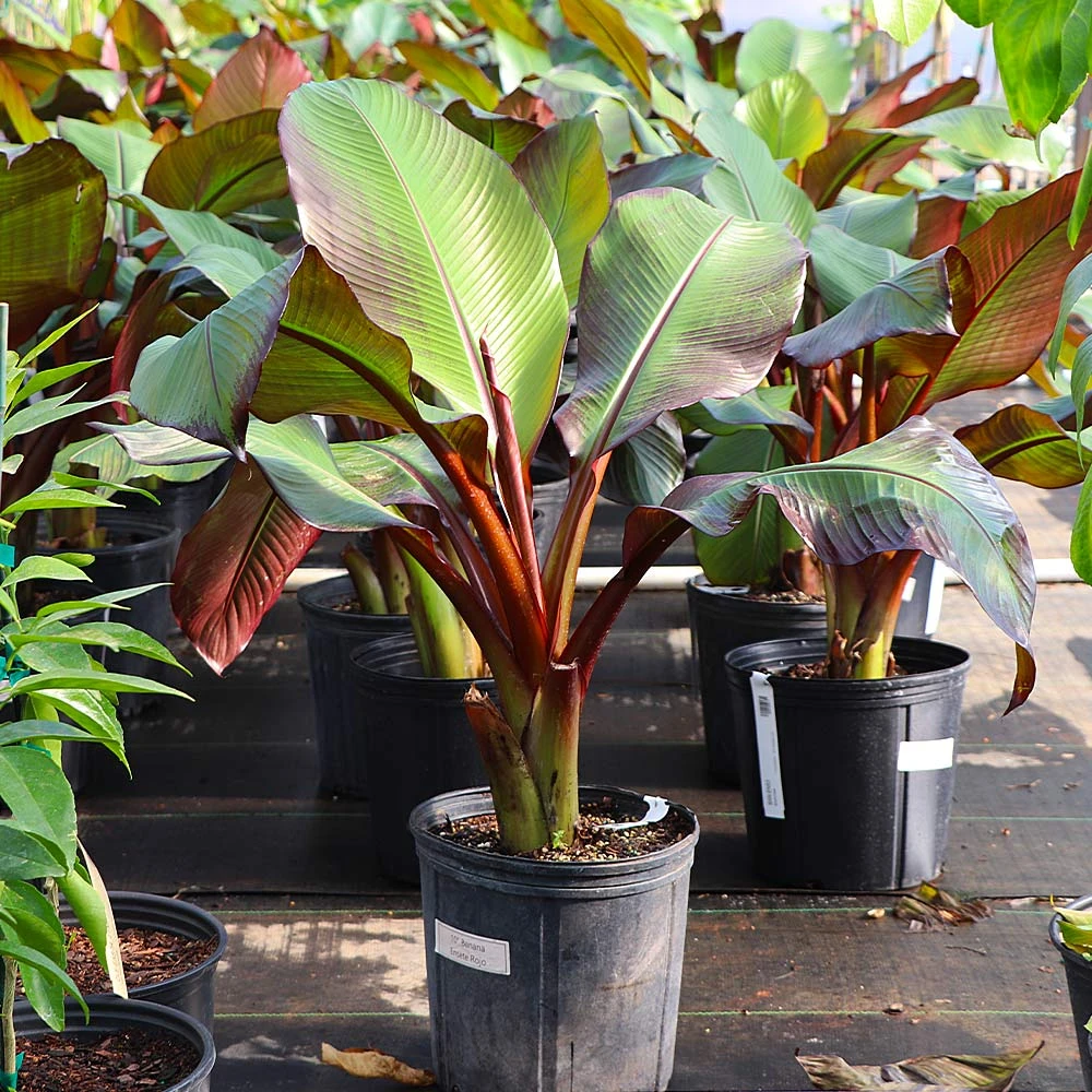 Brighter Blooms Red Abyssinian Banana Tree 5 Brighter Blooms Red Abyssinian Banana Tree