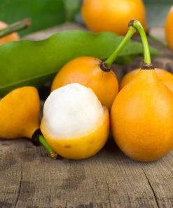 Brighter Blooms Achacha Fruit Tree 5 Brighter Blooms Achacha Fruit Tree