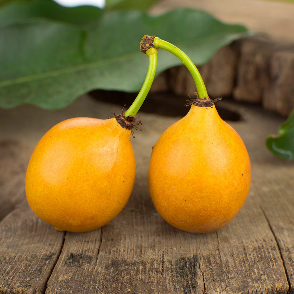 Brighter Blooms Achacha Fruit Tree 2 Brighter Blooms Achacha Fruit Tree