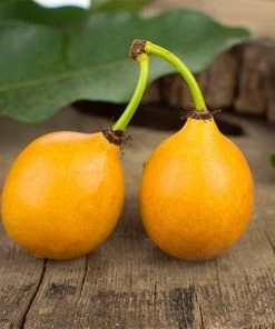 Brighter Blooms Achacha Fruit Tree