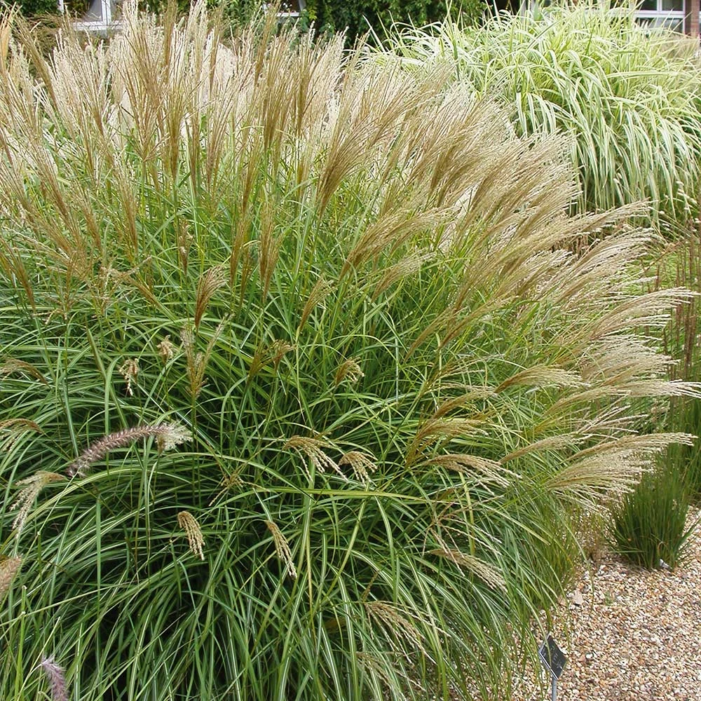 Brighter Blooms Maiden Grass Ornamental Grasses 3 Brighter Blooms Maiden Grass Ornamental Grasses