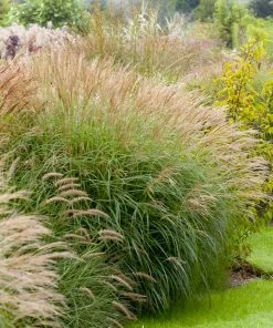 Brighter Blooms Maiden Grass Ornamental Grasses 7 Brighter Blooms Maiden Grass Ornamental Grasses