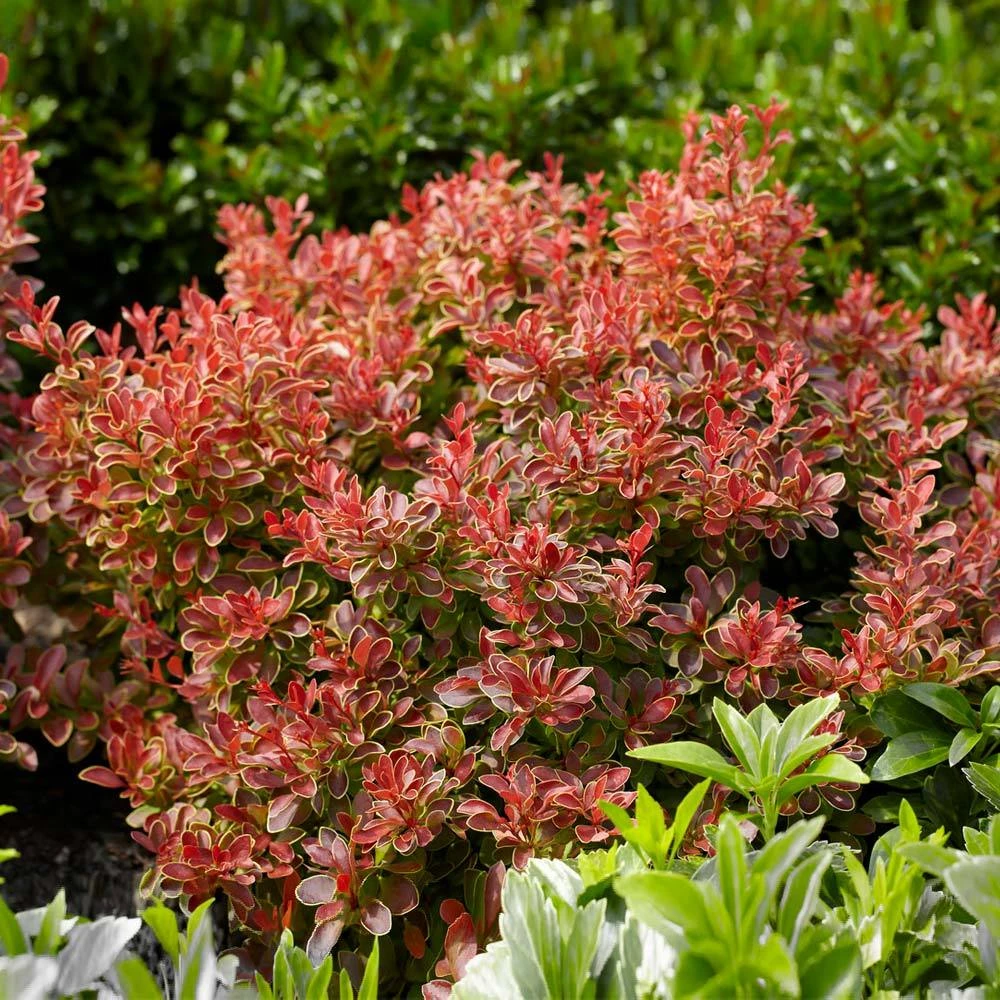 Brighter Blooms Admiration Barberry Shrub 4 Brighter Blooms Admiration Barberry Shrub